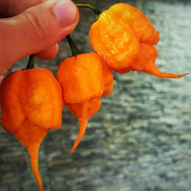 California Reaper Seeds - The Pepper Pantry (Formerly Marie Sharp's)